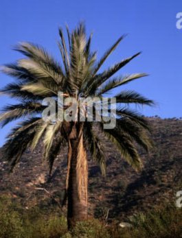 伊尔迪兹伤情堪忧或缺阵2月
